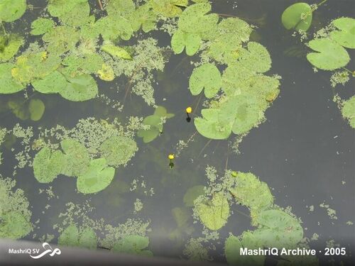 MashriQ-excursie Slot Loevestein 2005 — afbeelding 4 van 20